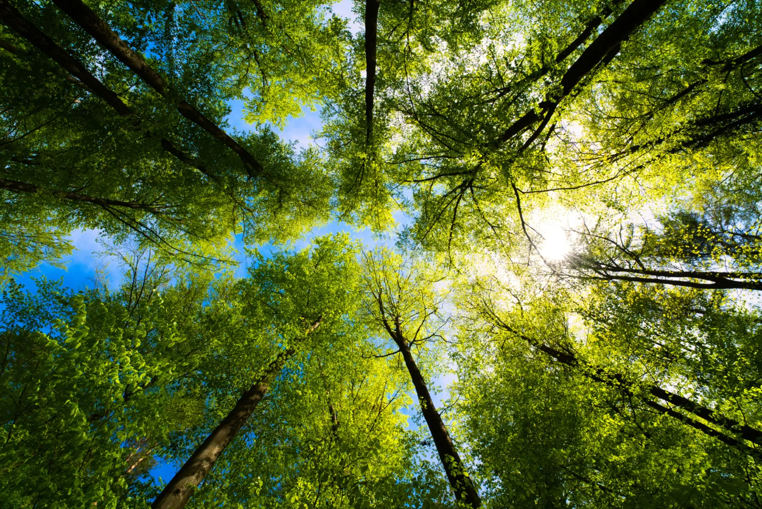Forest view of sun through the trees